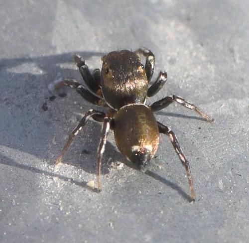 Réf. 244 474 : Heliophanus sp.